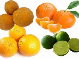 SAÚDE I Nutricionista fala dos mitos e verdades de alimentos que aumentam imunidade