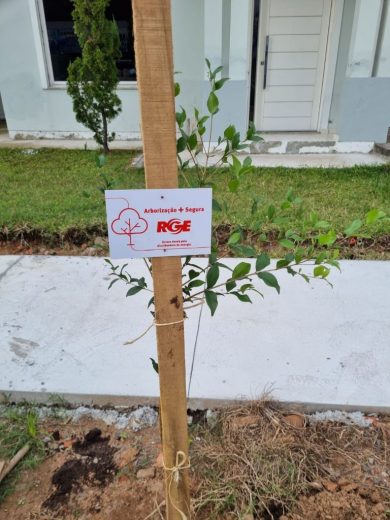 Programa de arborização entre Prefeitura e RGE esta sendo implantando em Espumoso
